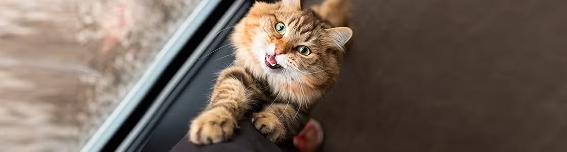 A linguagem dos gatos é baseada em posturas e movimentos, sua linguagem nativa é a linguagem corporal!.