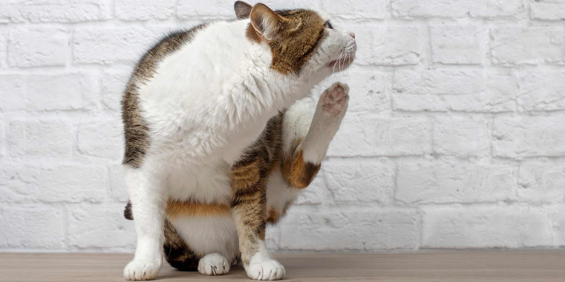 Saiba com que frequência você deve vermifugar seu gato para evitar coceira causada por pulgas ou outros ectoparasitas.