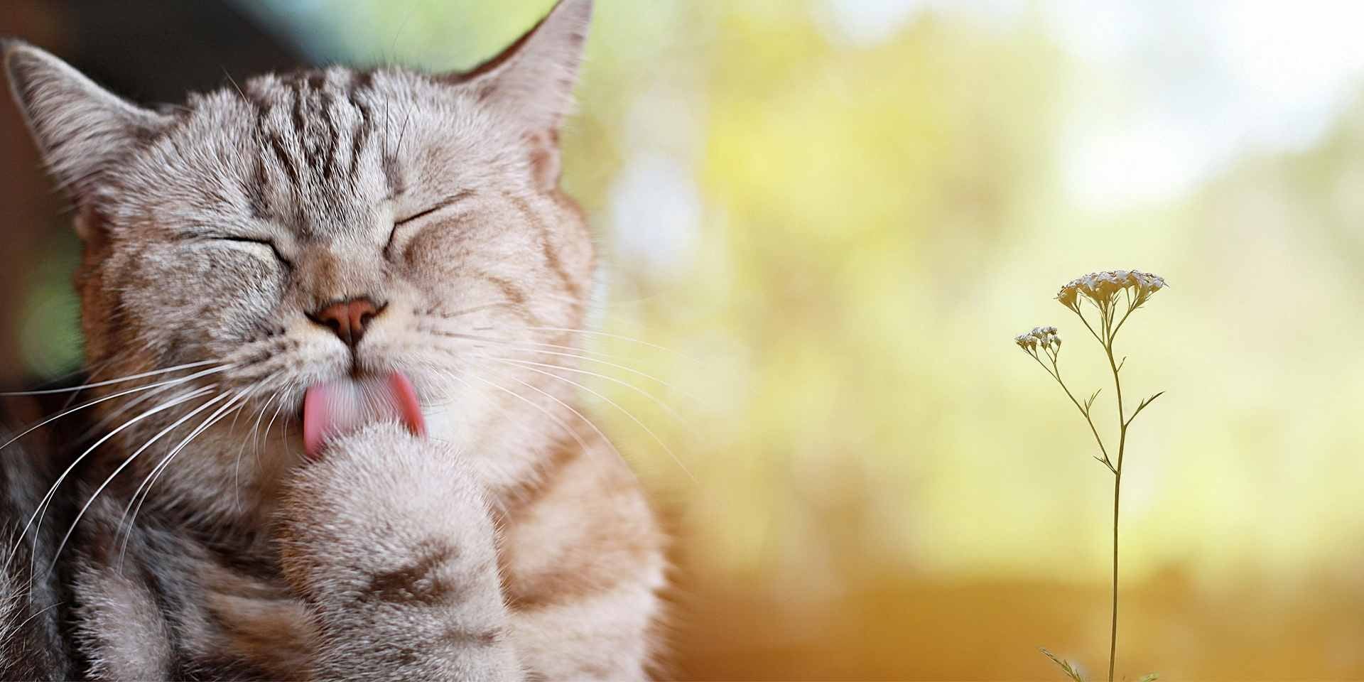 A posição dos bigodes de um gato ajuda a identificar seu humor. (Gato lambendo a pata)