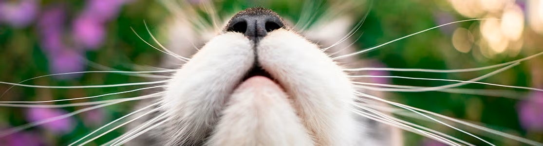 Visão aproximada dos bigodes de um gato ao ar livre.