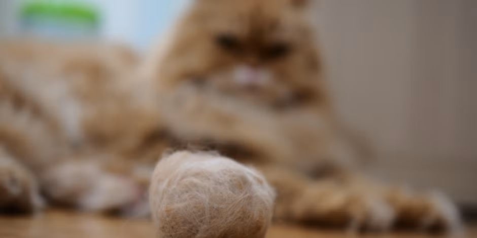 Bolas de pelo são comuns em gatos de pelo comprido, como este persa.