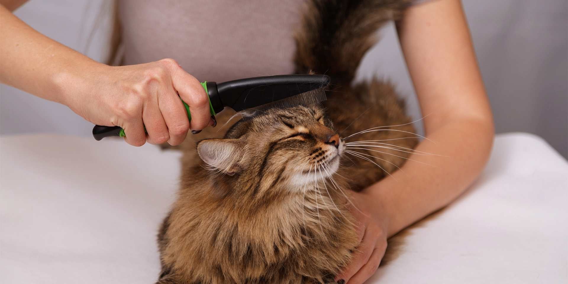 A escovação é chave para evitar os casos de bola de pelo em gato
