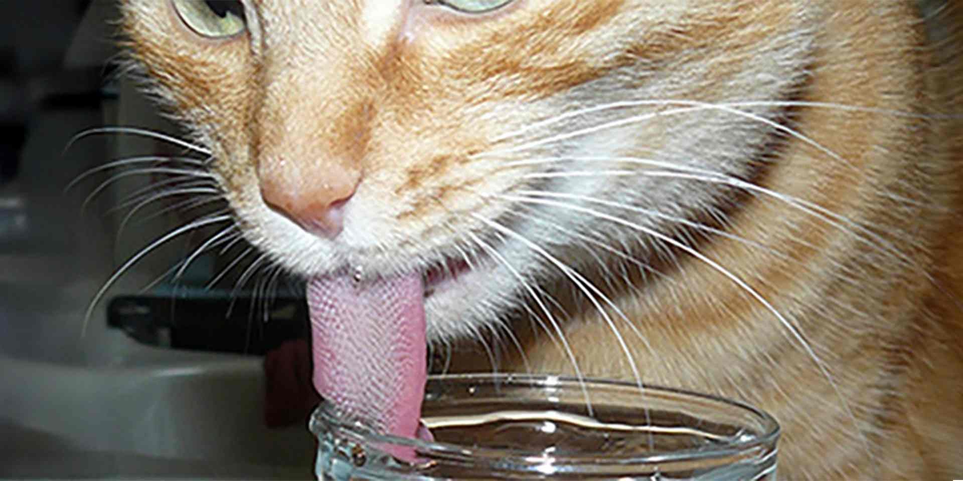 A língua dos gatos os ajuda para se arrumar, mas se ingerido em grandes quantidades, pode causar bola de pelo em gato.