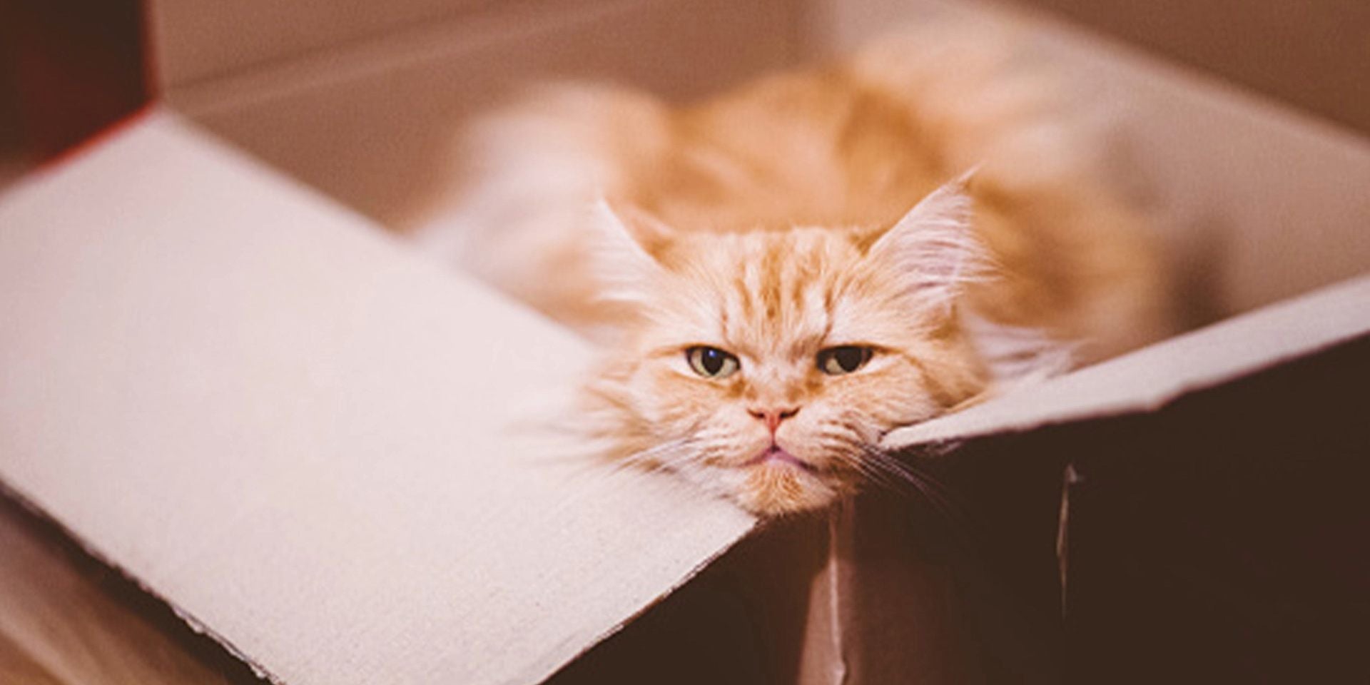 Bolas de pelo em gatos são comuns em gatos persas, como o da imagem.