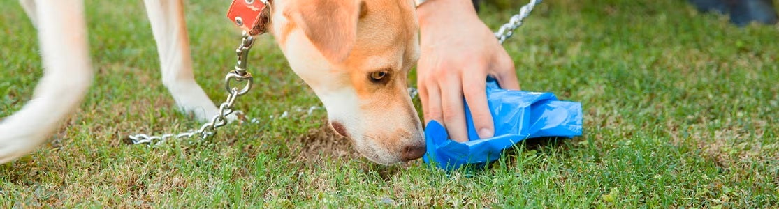 O que é coprofagia em cães e como tratá-la? Descubra com DOG CHOW®.