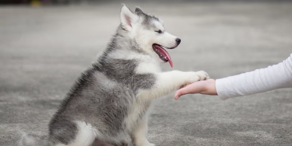 Os nomes para cadelas devem ser dados quando elas ainda são filhotes, como esta husky siberiana.