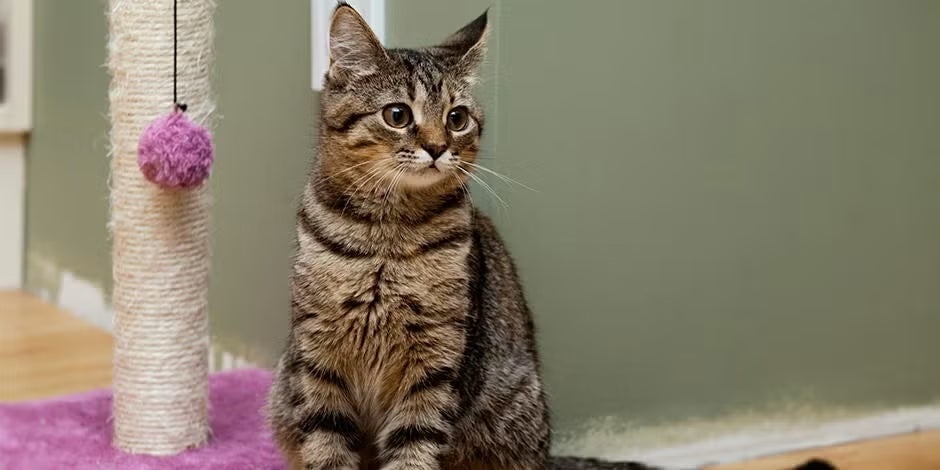 Gatinha sentada ao lado de sua torre. Nomes para gatas.