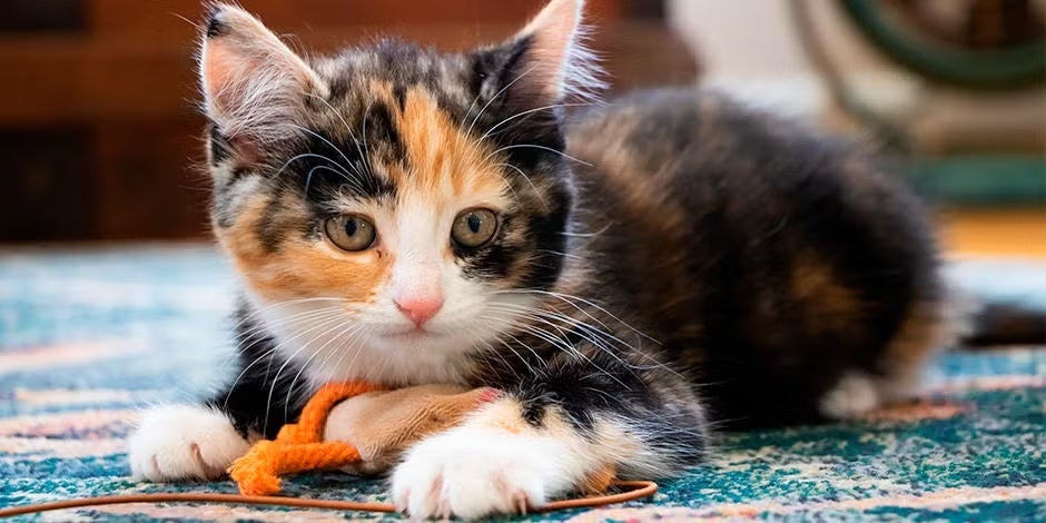 A PURINA® traz nomes para gatas de diferentes cores, como esta gatinha tricolor.