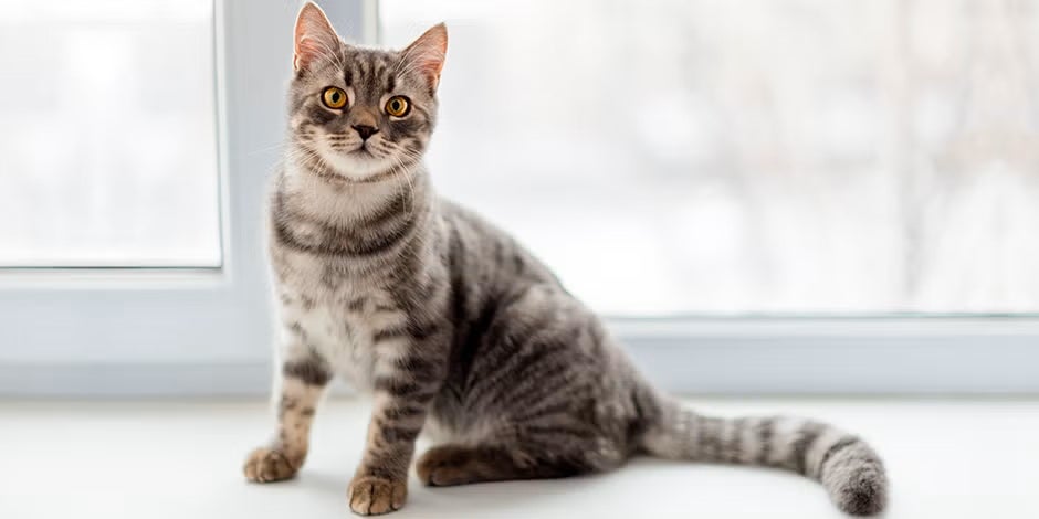 Nomes para gatos. Gato malhado cinza sentado.