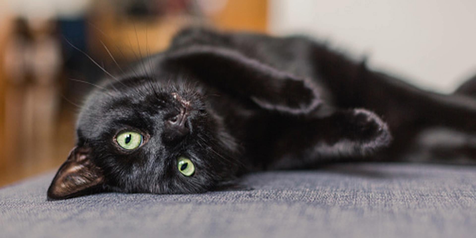 Nomes para gatos. Gato preto deitado de costas.