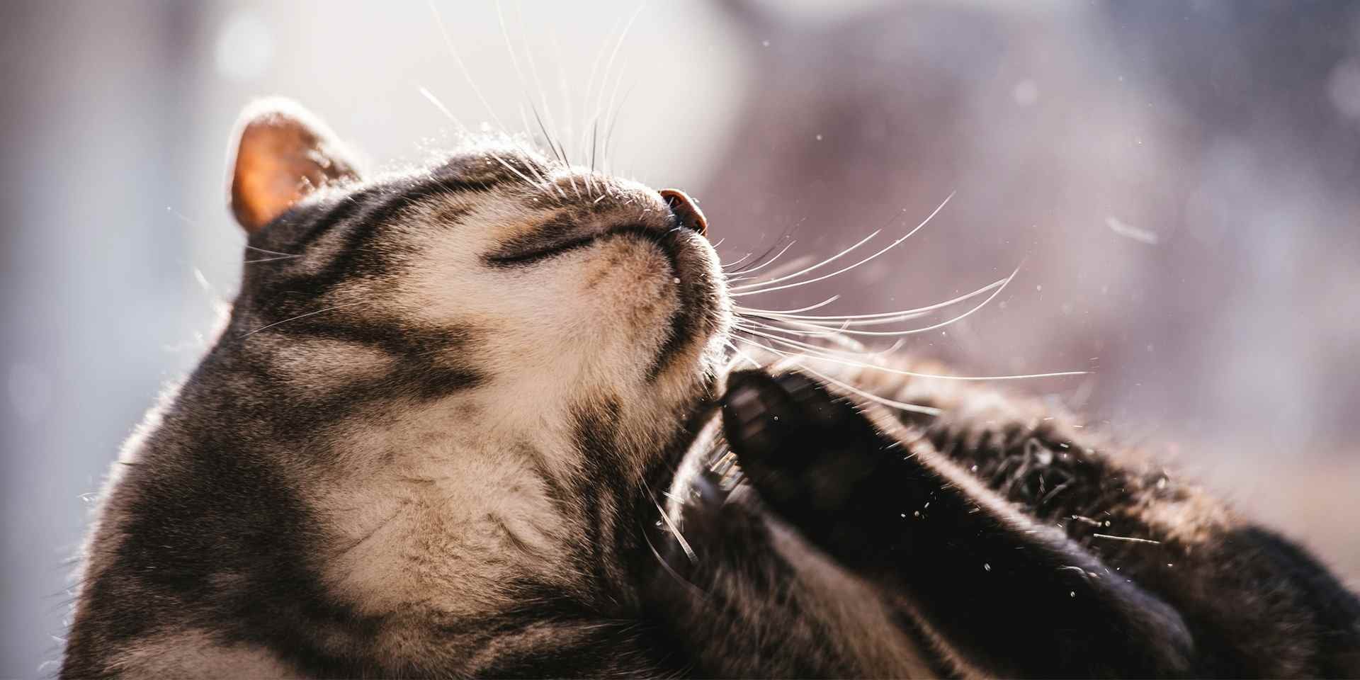 Um gato se coçando. Descubra com que frequência um gato deve ser vermifugado e como prevenir a coceira causada por ectoparasitas.