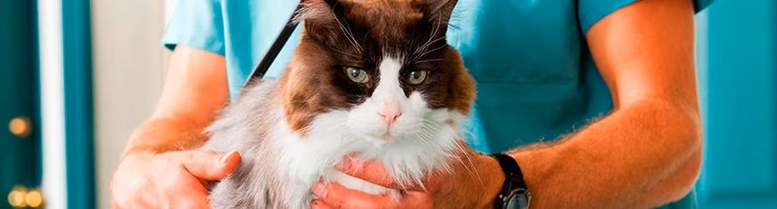 Quando fazer vermífugo para gato