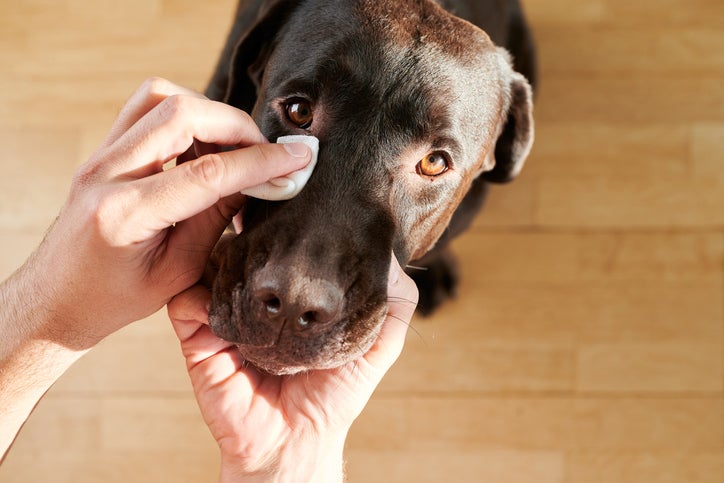 Tutor limpando os olhos de um labrador, entendendo como os cachorros enxergam.