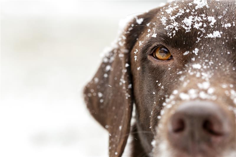 Labrador mostrando o olho na neve. Aprenda como os cachorros enxergam.