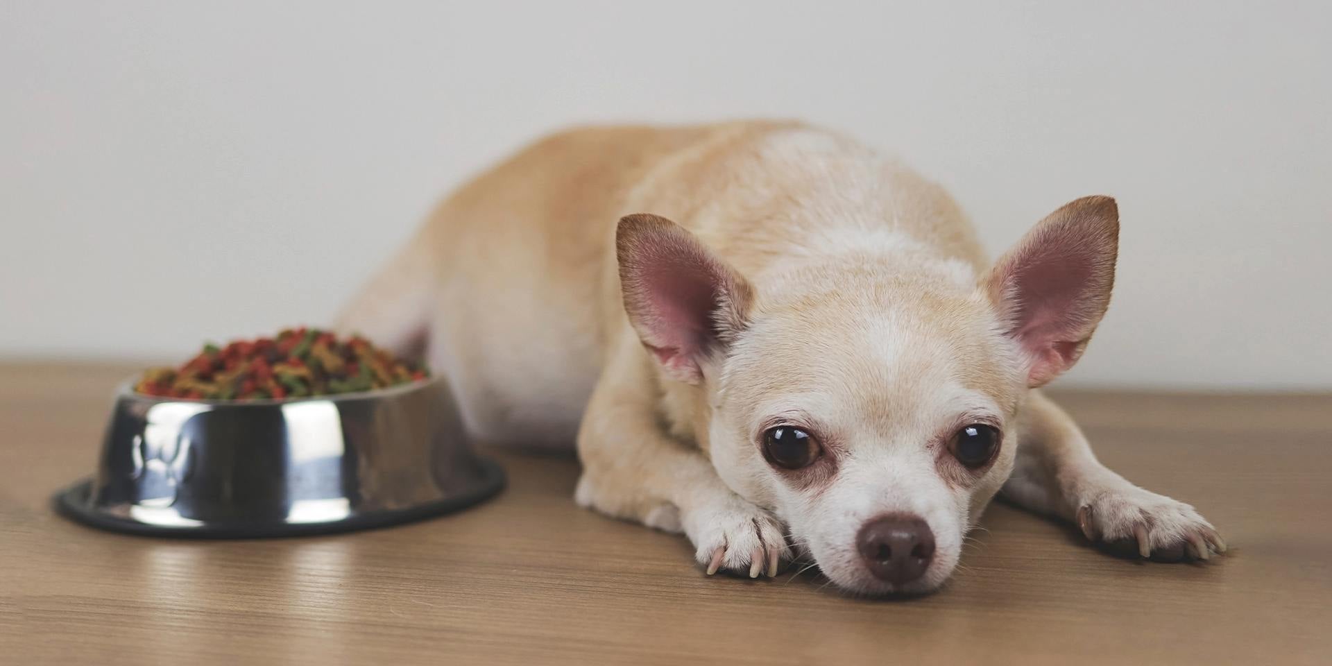 Un perro con la lengua de fuera