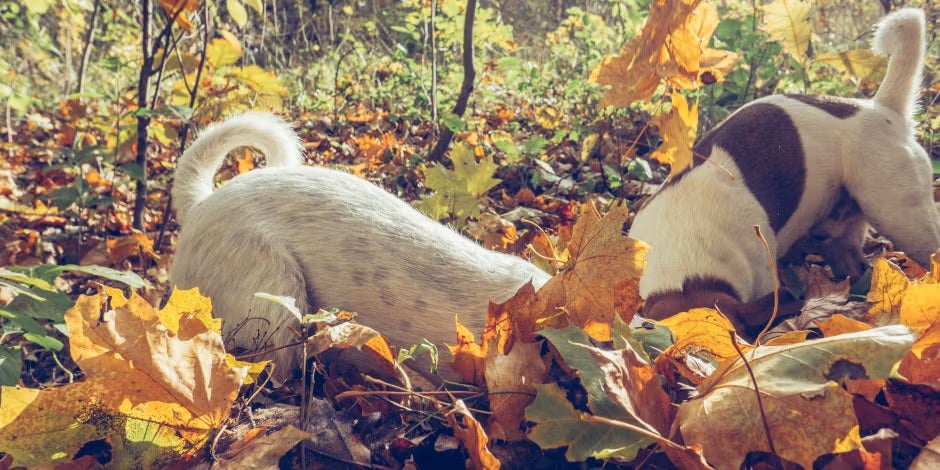 Por que o cachorro balança o rabo? Depende da raça e do tipo de cauda, como essas em formato de cenoura.