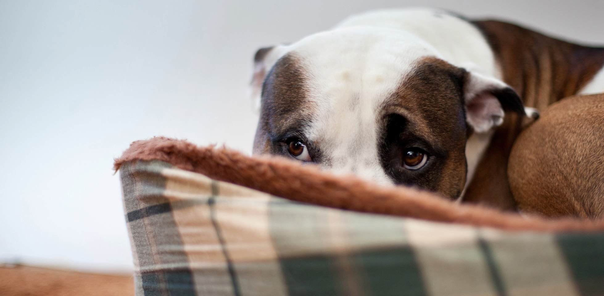 Por que o cachorro balança o rabo? Com certeza, esse cachorro assustado vai manter o rabo entre as pernas.