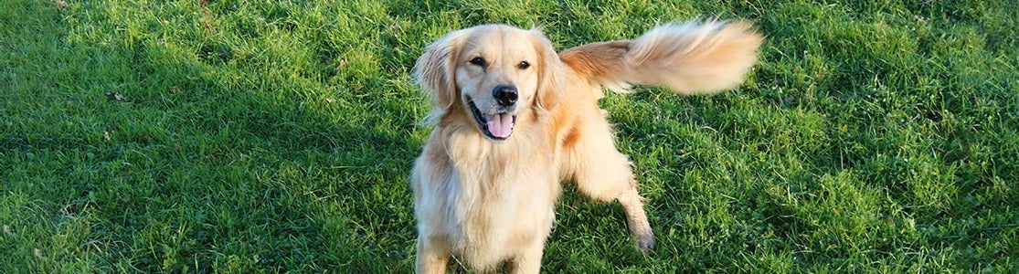 Descubra por que o cachorro balança o rabo