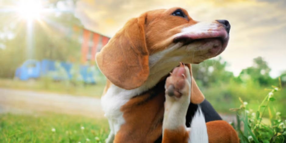 Beagle ao ar livre, com coceira devido a possível alergia em cachorro
