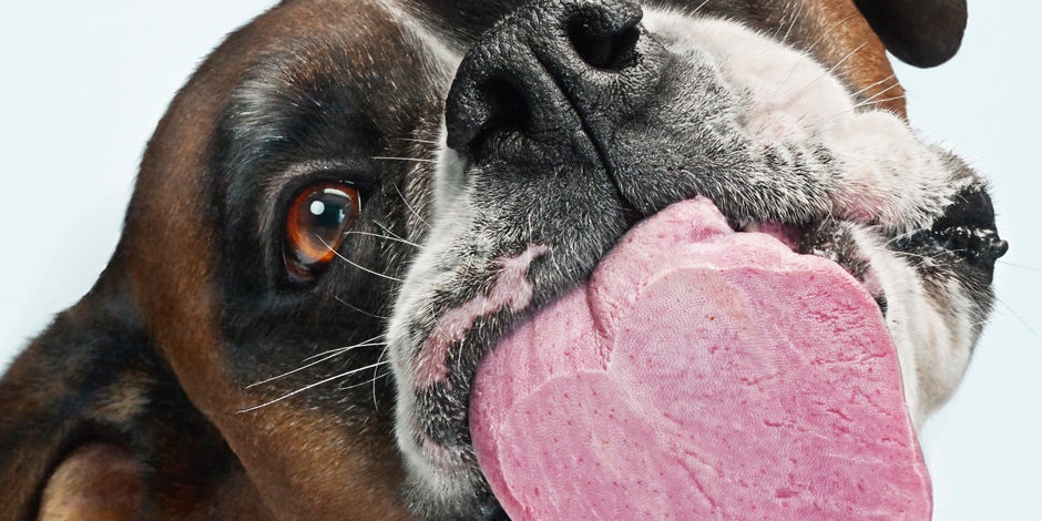 Para que serve o bigode do cachorro? Um boxer lambendo a lente de uma câmera.
