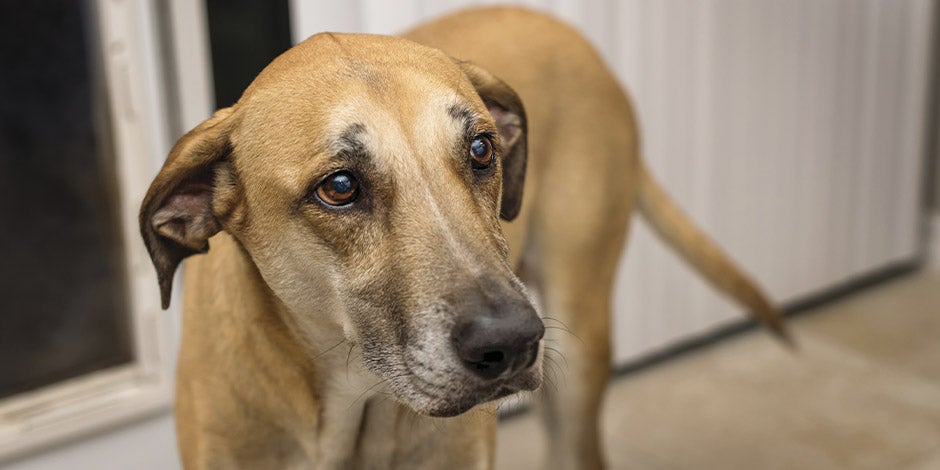 A comunicação é um exemplo da função do bigode do cachorro. Cachorrinho triste.