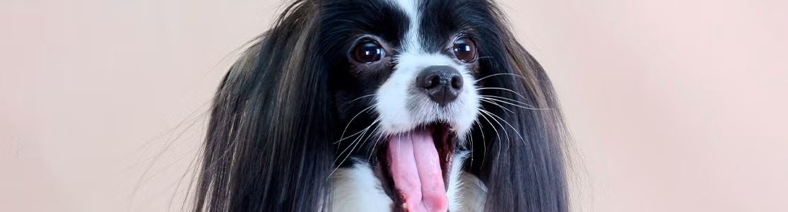 Conheça para que serve o bigode do cachorro?