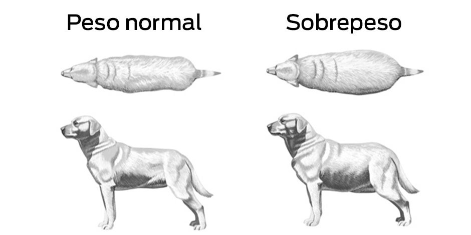 Comparação da aparência física de um cachorro gordo e de um cão em ótima forma física.