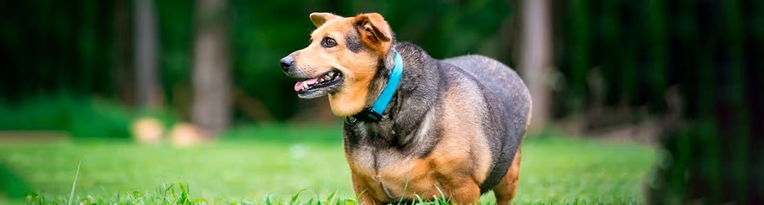 Cachorro gordo? Saiba como cuidar da saúde do seu pet