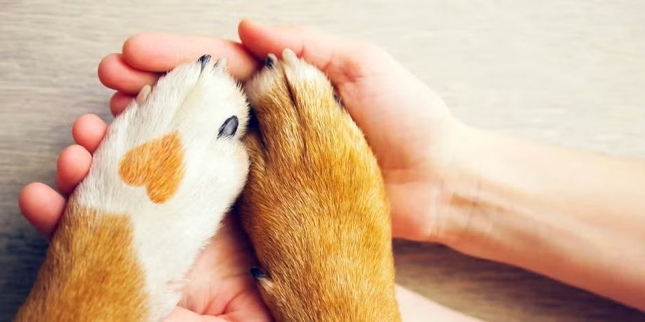 Pata de cachorro com um coração. Ofereça os melhores cuidados para prevenir cardiopatia canina