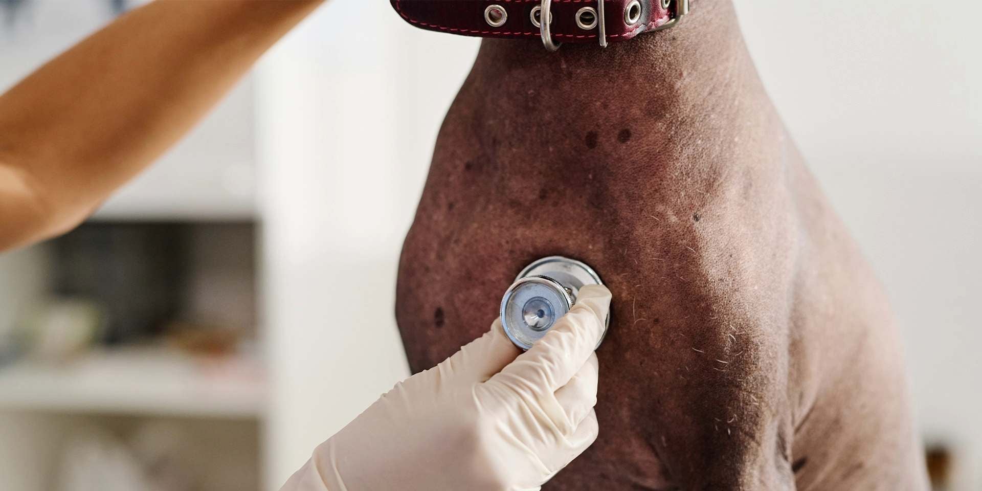 Veterinário examinando o coração de um cachorro com um estetoscópio em busca de cardiopatia canina.