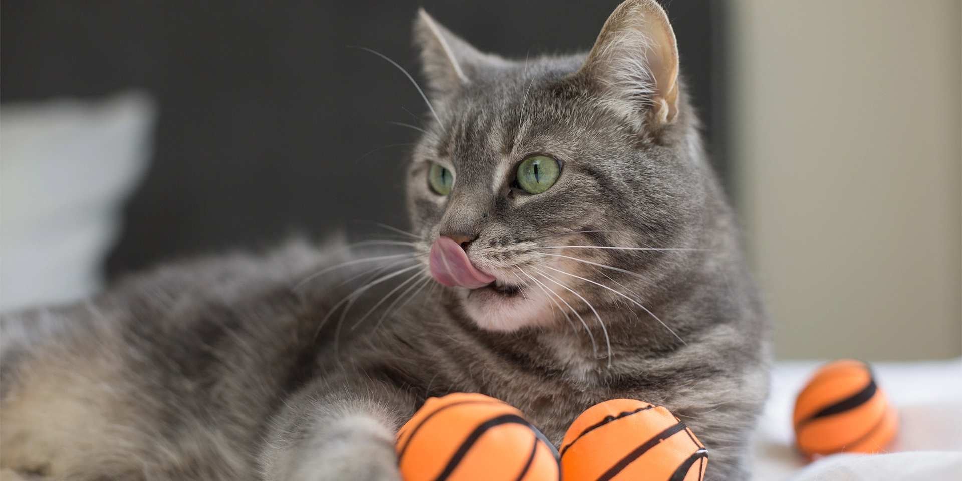 Michi com seus brinquedos. Esses recursos ajudarão a controlar um gato agressivo.