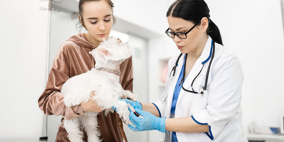 Cão sendo examinado por um veterinário para prevenção de giárdia  em cachorros.