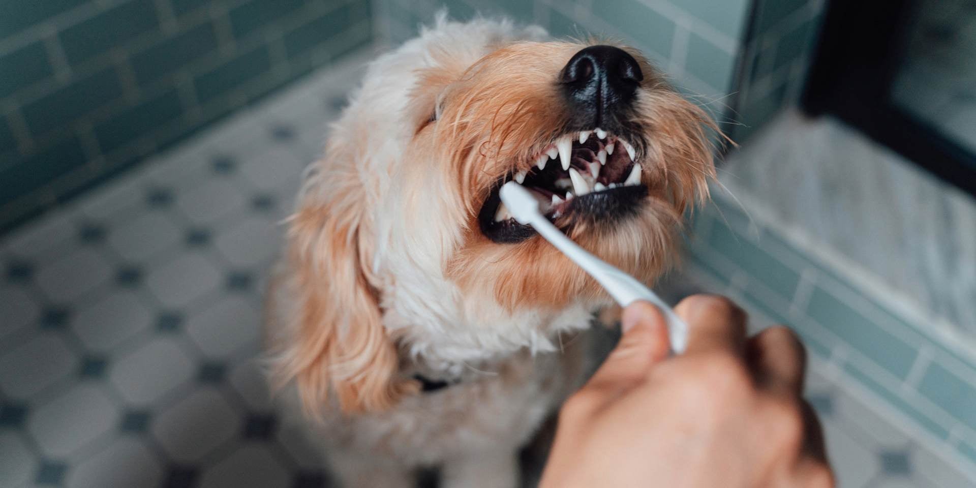 Combata o mau hálito em cachorros com uma higiene oral adequada.