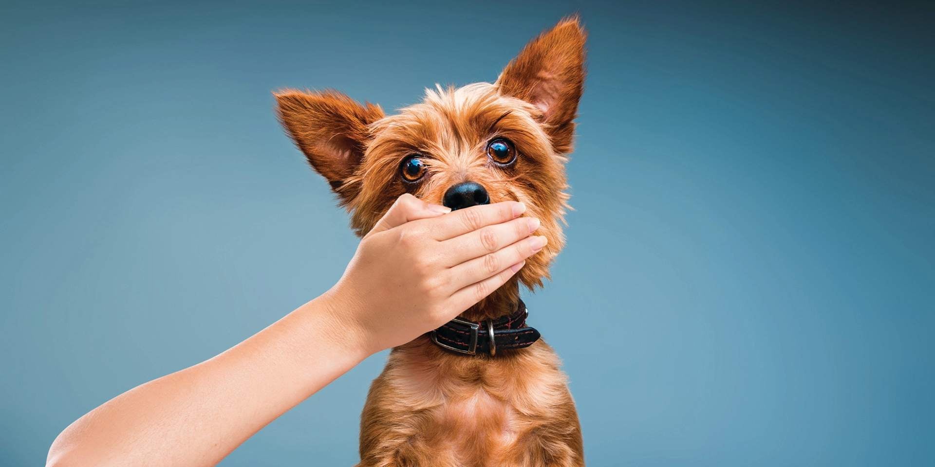 Mau hálito em cachorros, cão de raça pequena com sua boca tapada por uma mão  humana.