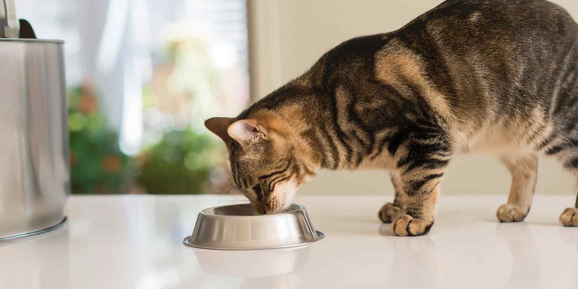 Uma nutrição inadequada pode causar mau hálito em gatos; previna escolhendo a ração de alta qualidade CAT CHOW®.