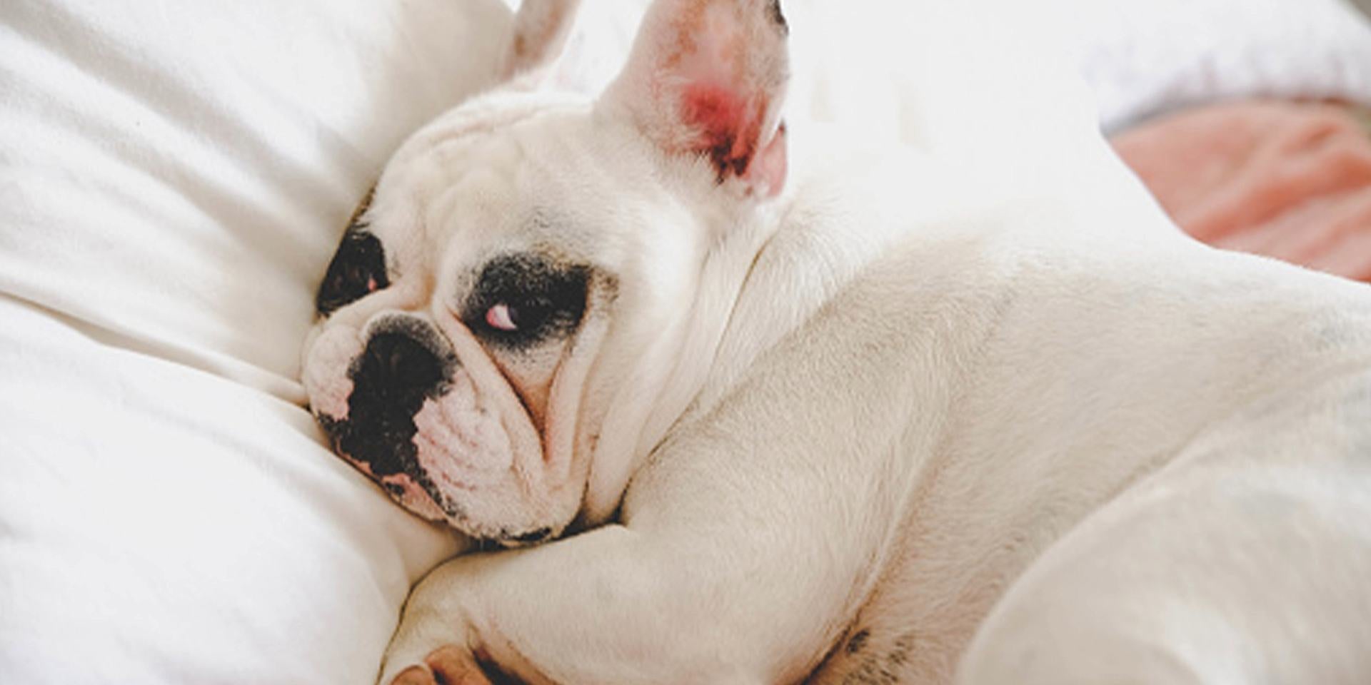 Perro acostado en una cama