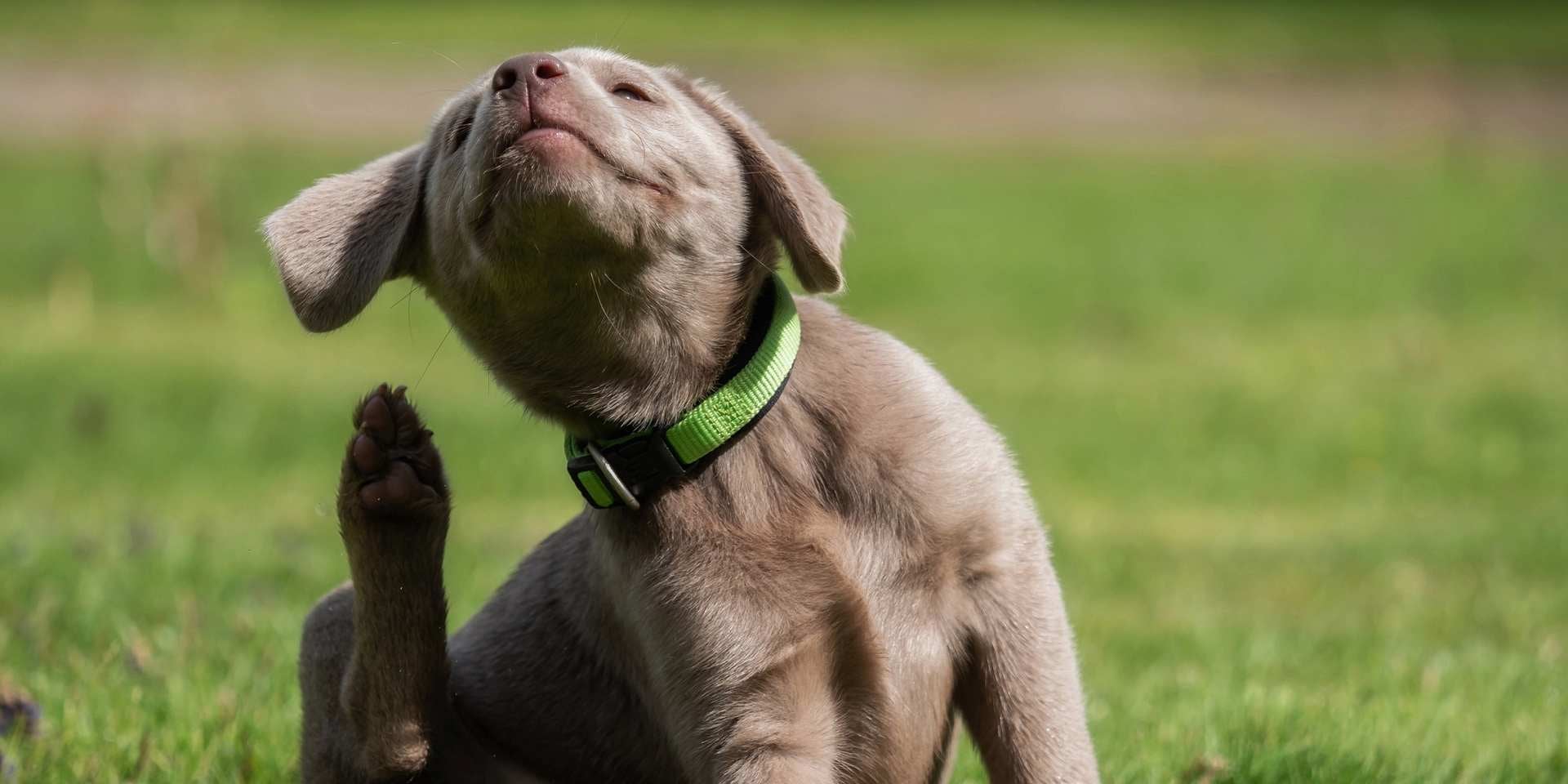 Un perro corriendo en el pasto