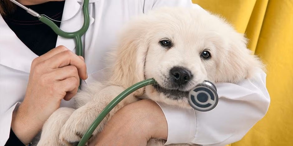 Parasitas em cachorros: tipos, tratamento e prevenção