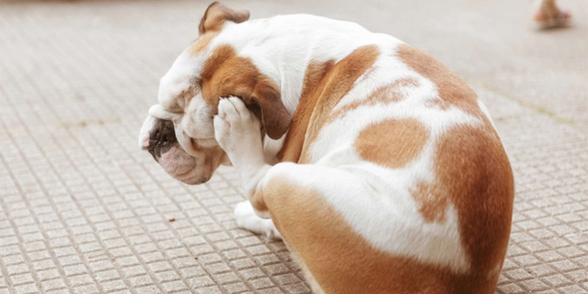 Como eliminar pulgas em cachorros e evitar que voltem?