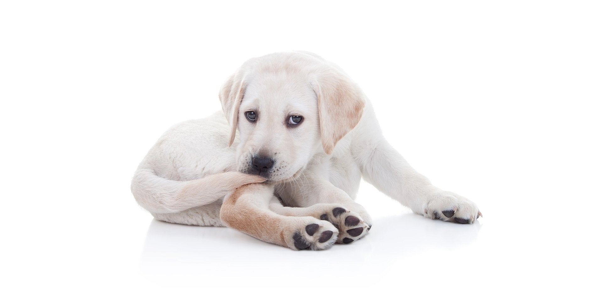 Filhote mordendo o próprio rabo devido à possível presença de pulgas em cães.