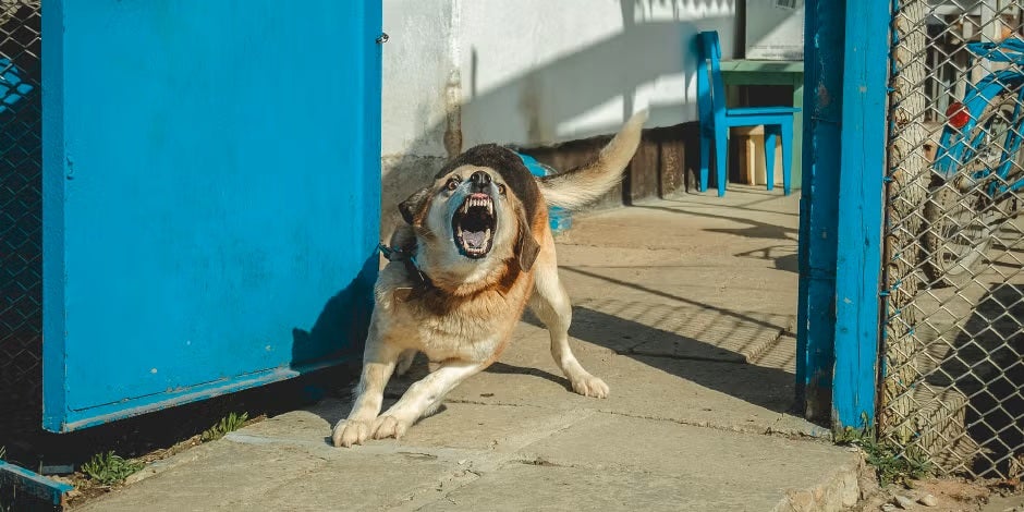 A raiva em cachorros, em sua segunda fase, pode resultar em um cão agressivo, como o da foto.