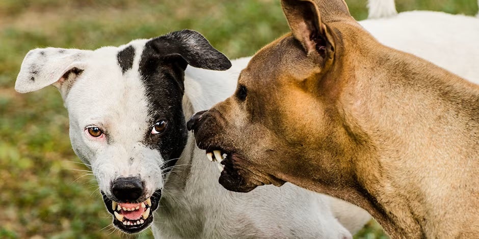 Dois cães rosnando um para o outro. Raiva em cachorros.
