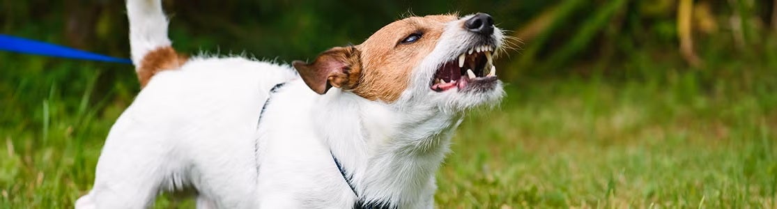 Jack Russell rosnando. Raiva em cachorros.