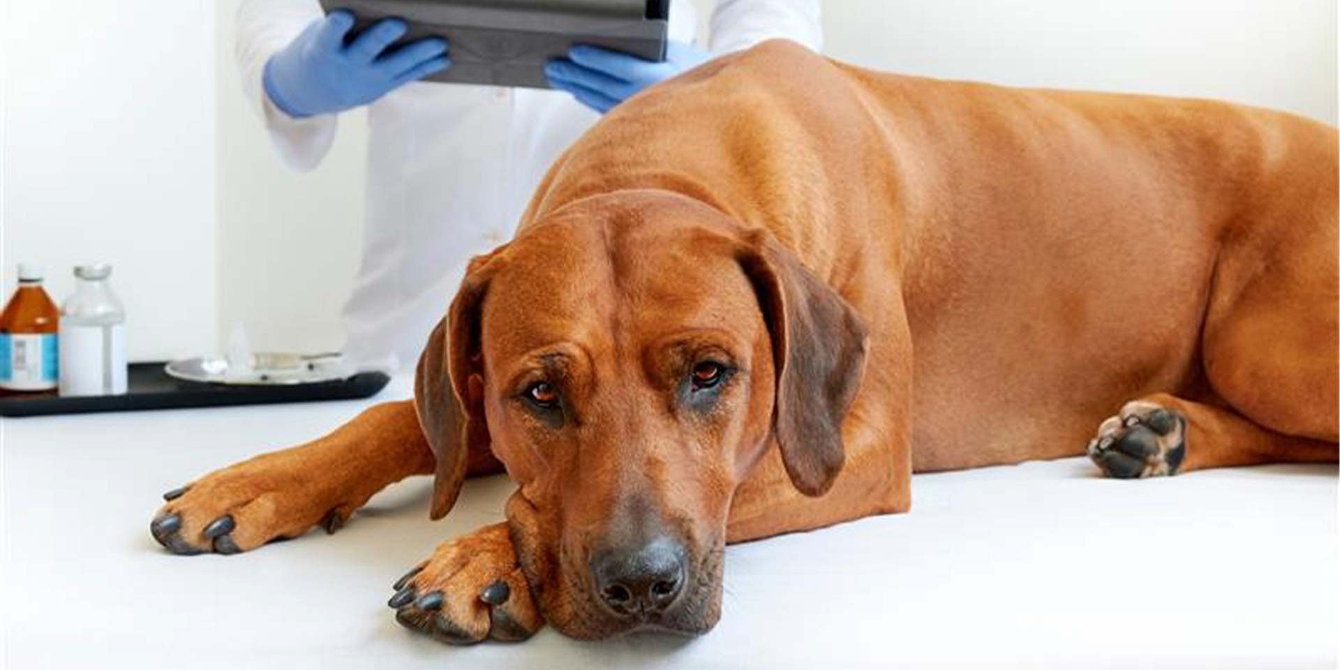 Cão de raça grande no veterinário, se suspeitar de um tumor em cachorros, leve ao especialista