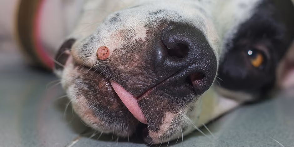 As verrugas são tumores em cachorros causados por papilomas, embora geralmente sejam benignas.