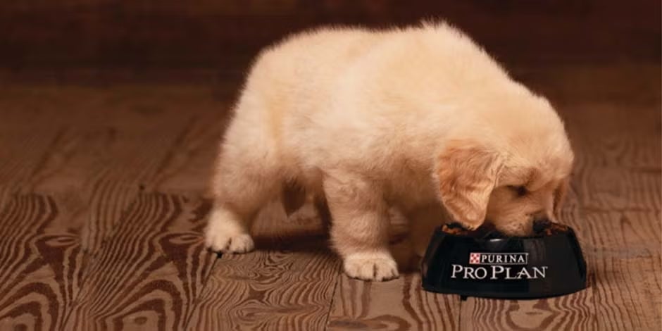 Ração para cachorro filhote, filhote comendo Pro Plan