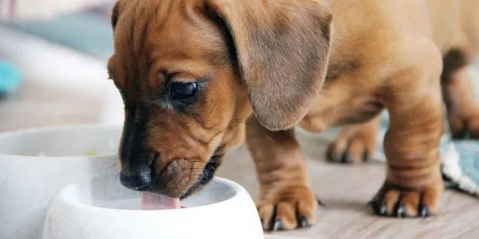 Ração para cachorro filhote, filhotes comendo quantidade ideal