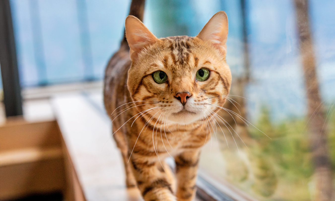 Gato caminhando na seção de produtos Pro Plan para gatos