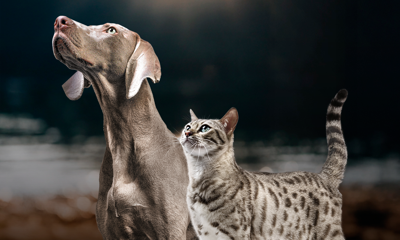 Cães e gatos ao ar livre, seção de necessidades específicas com ração Pro Plan