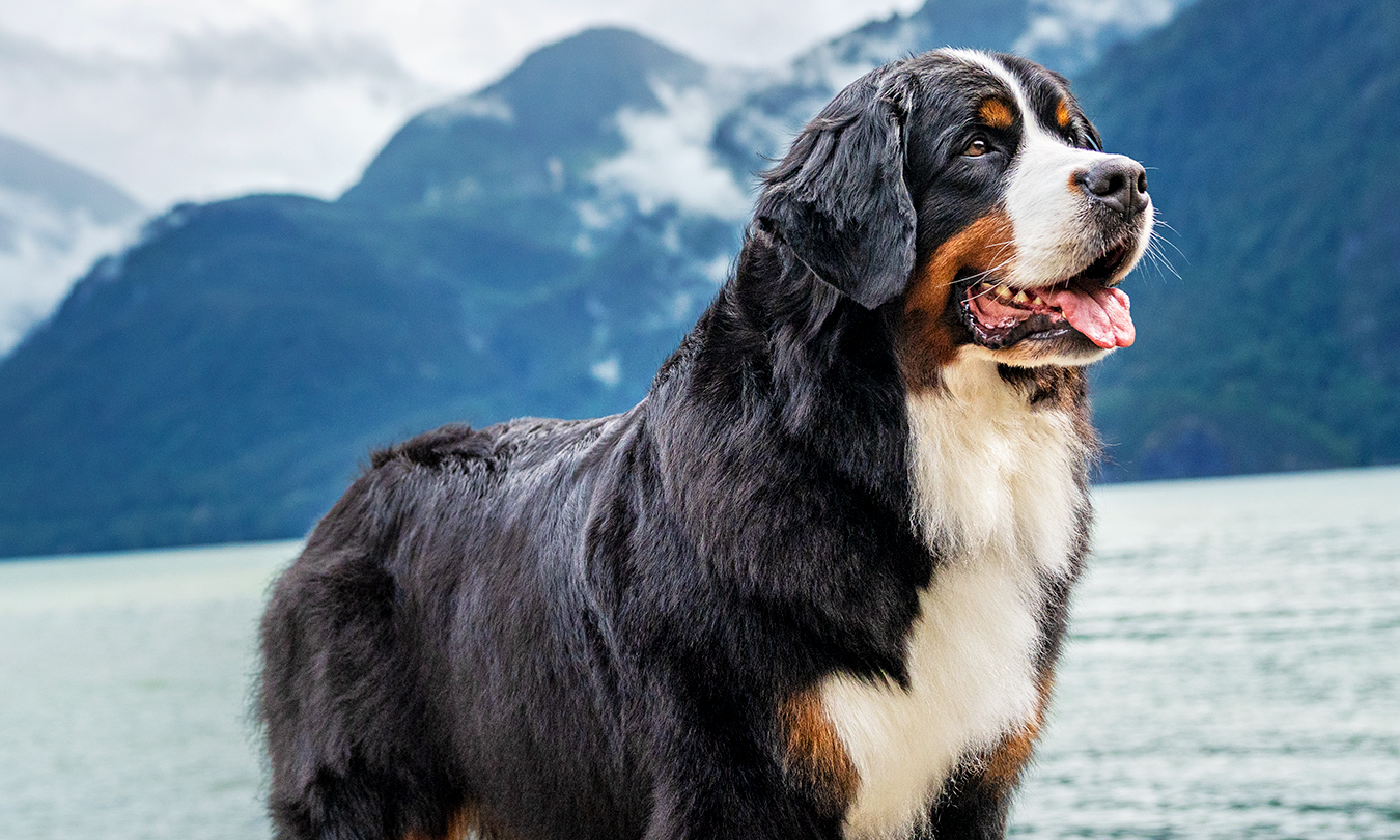 Pet ao ar livre na seção de produtos Pro Plan para cães